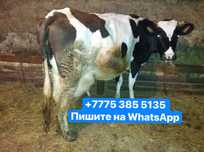 Продам корову дойную молочную!! На хороший удой