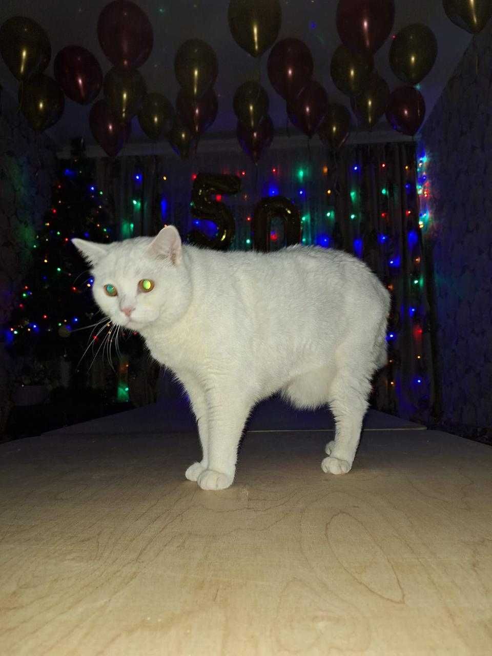 Кот в ответственные руки