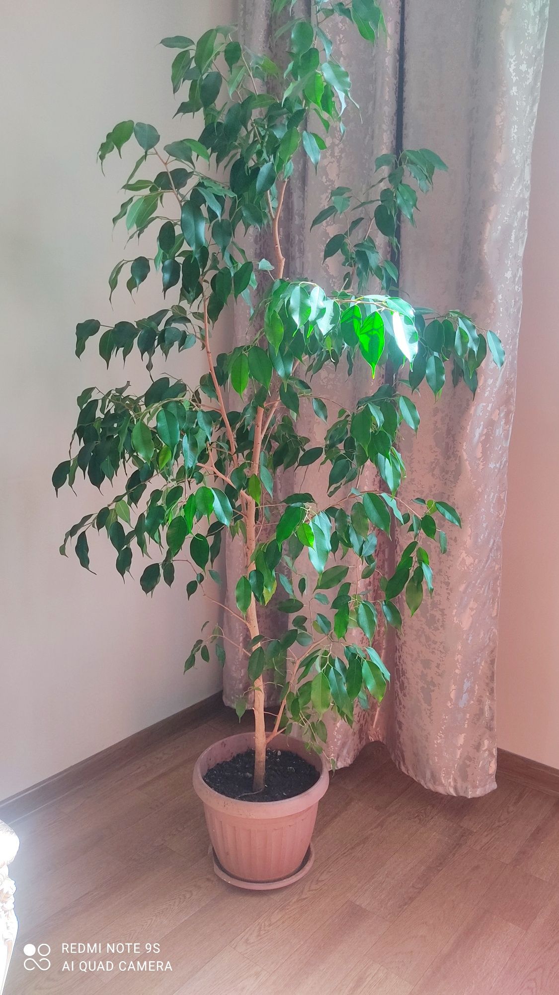 Продам комнатный цветок фикус Бенжамина