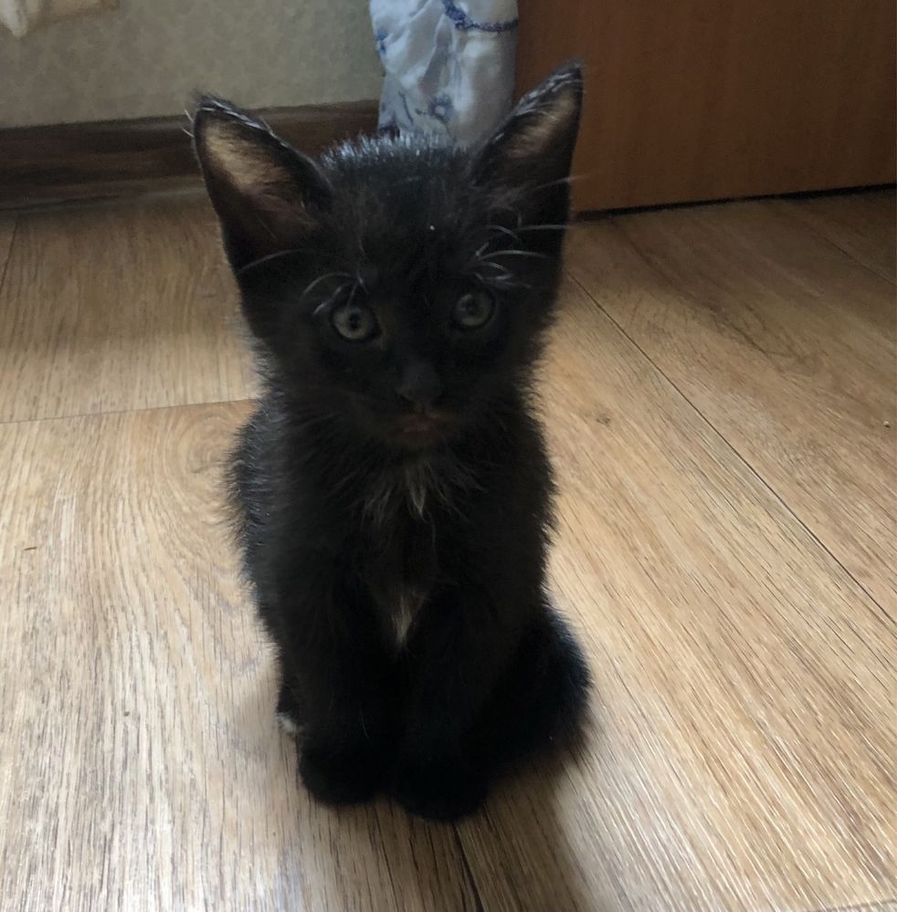 Отдаем черных котят в добрые руки (кот, котенок)