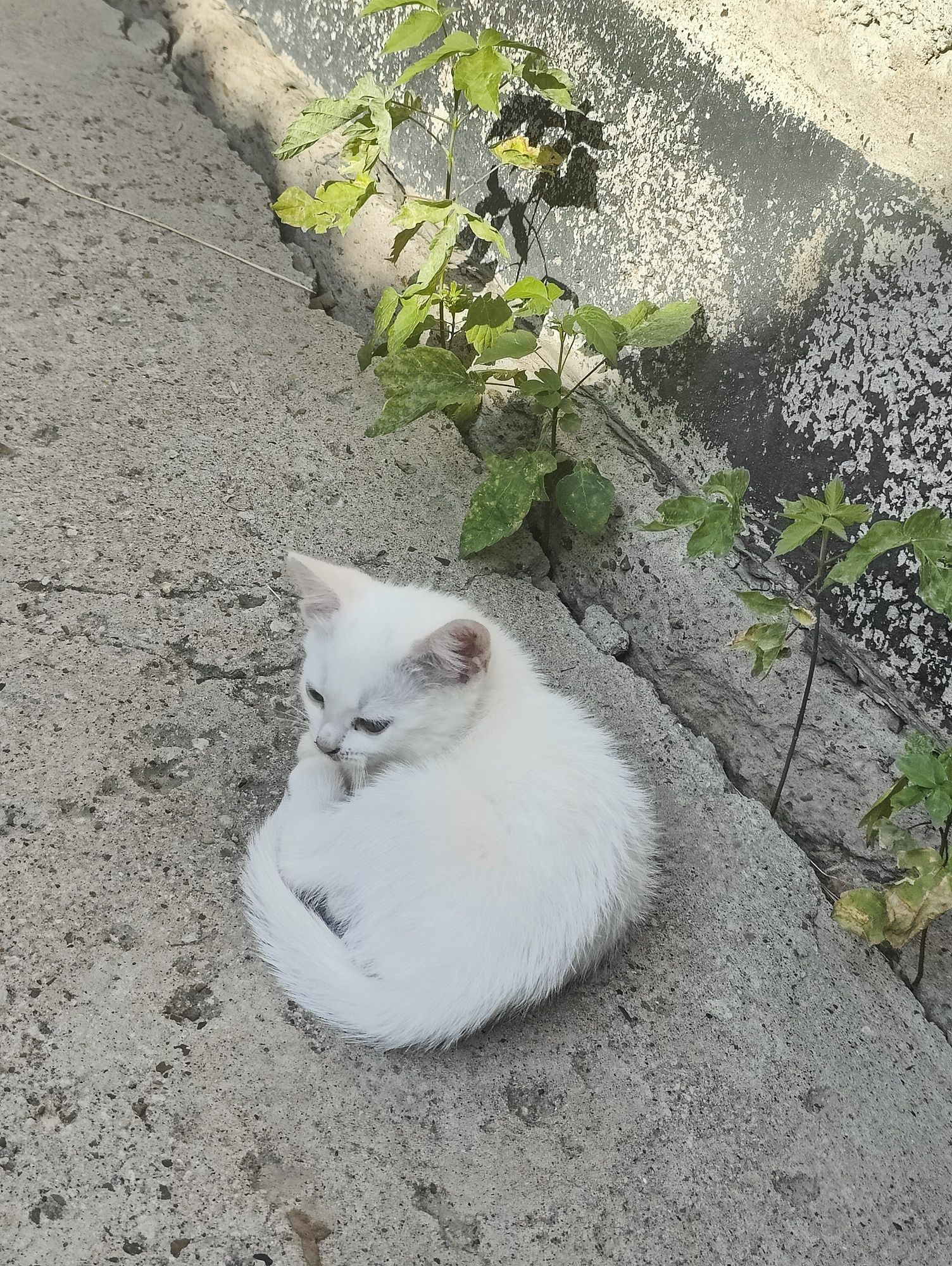 Отдам котят бесплатно