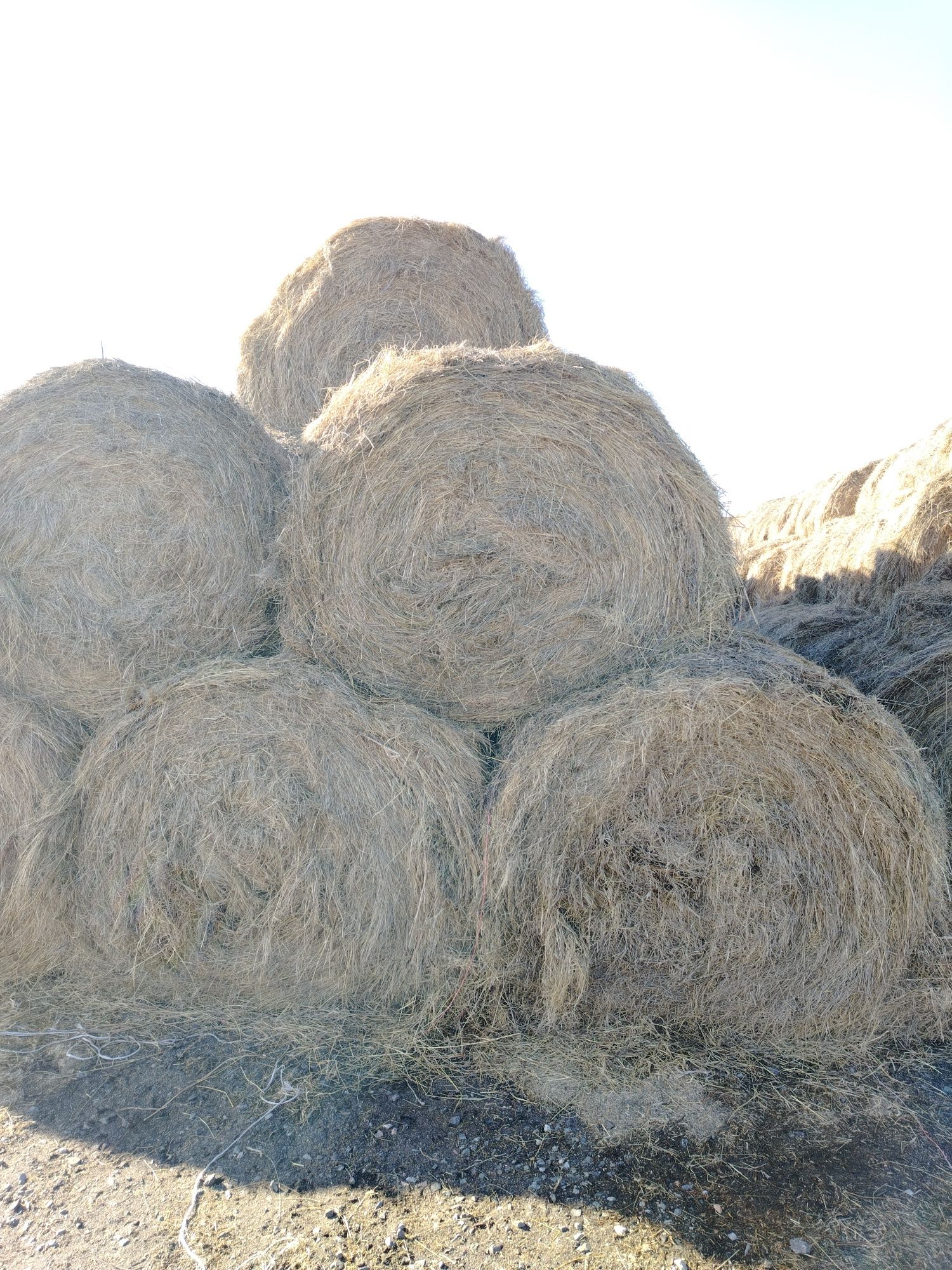 Продам сено луговое