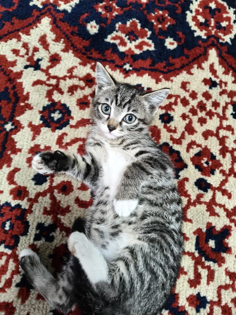 Отдам котёнка, девочку.
