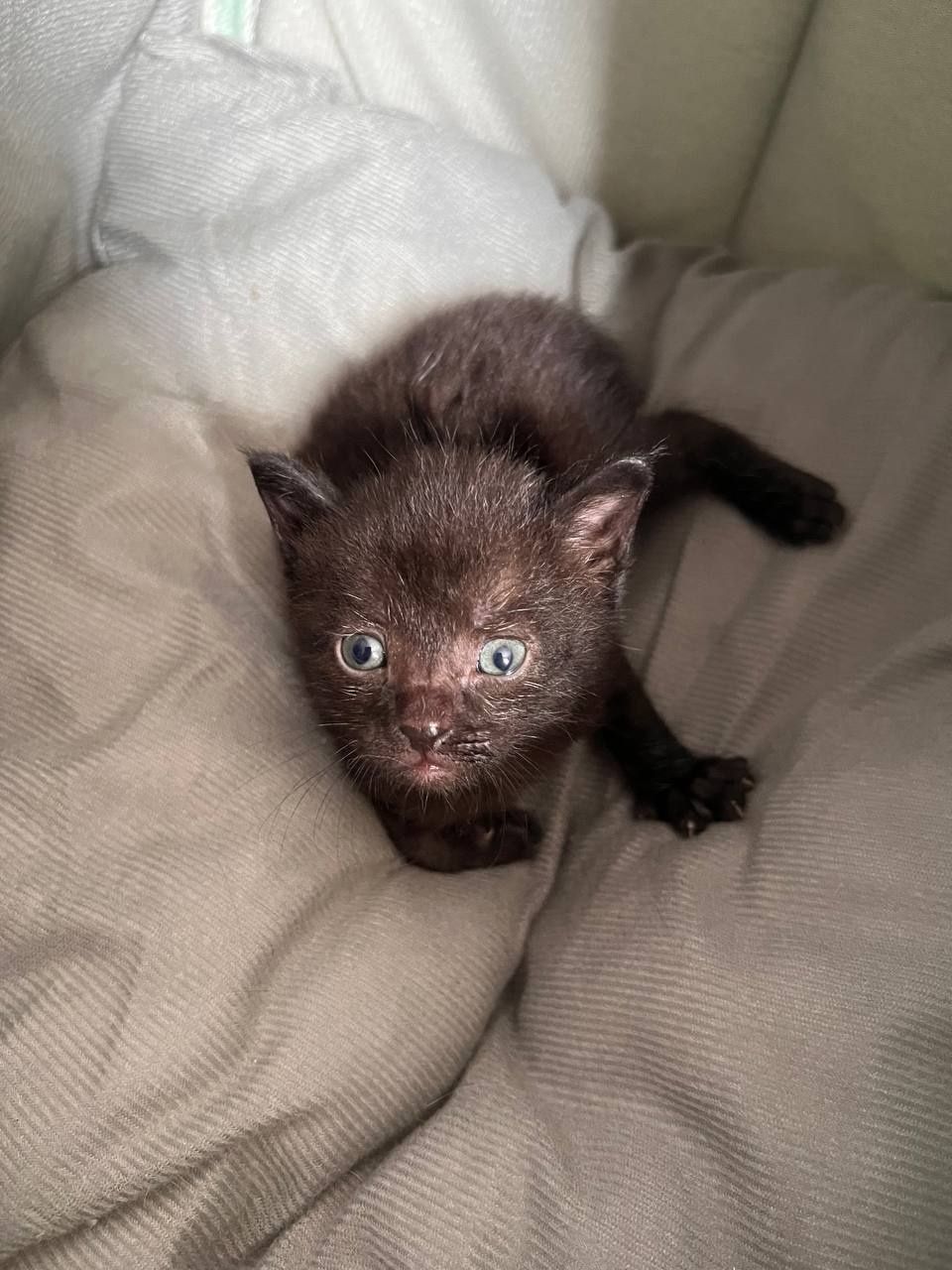 Отдадим котят в добрые руки