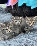 Котята от кошки крыселовки,отличные котята ,приучены к лотку,кушают