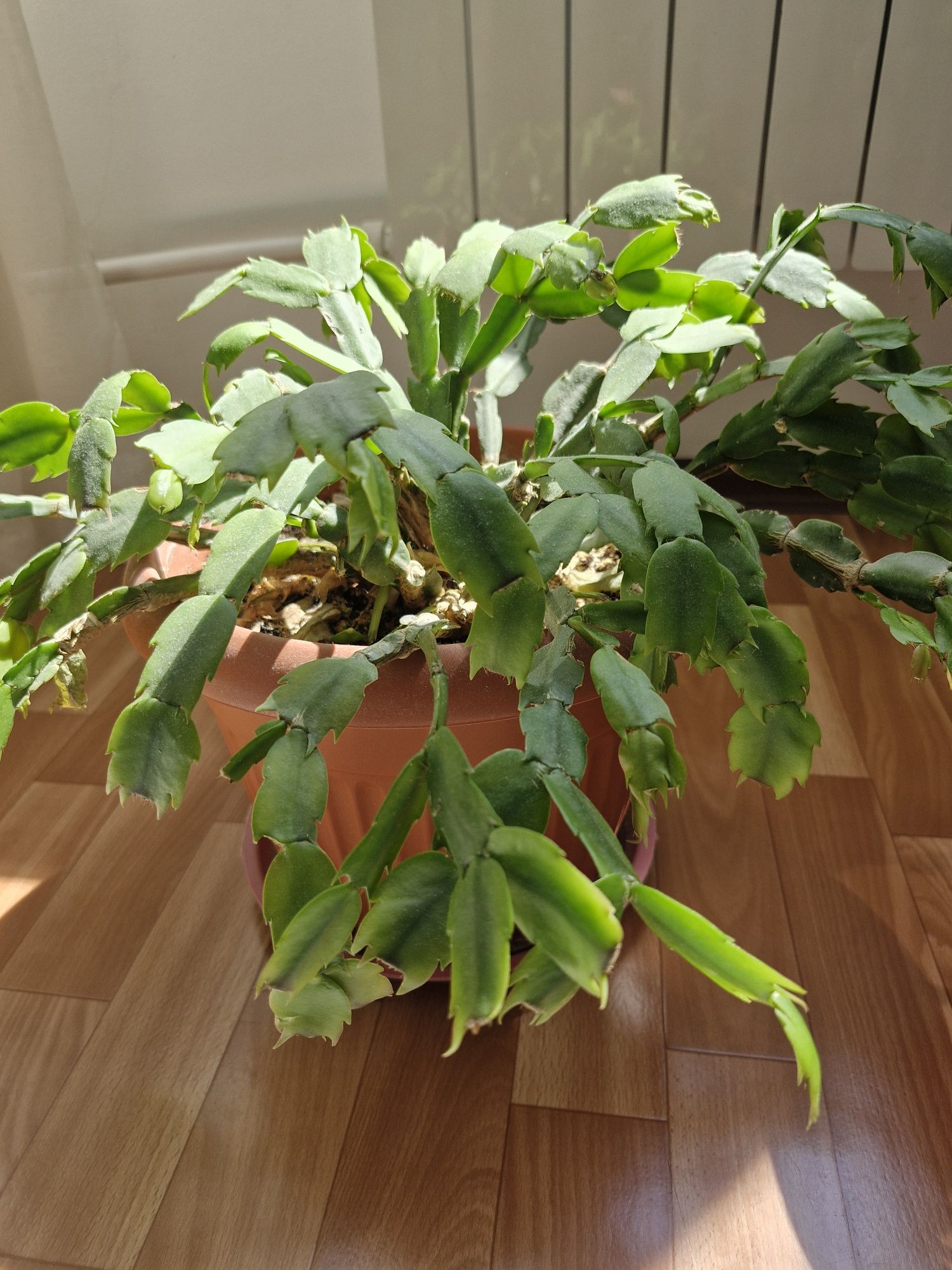 Комнатные растения
