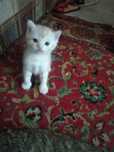Отдам милых котят бесплатно.