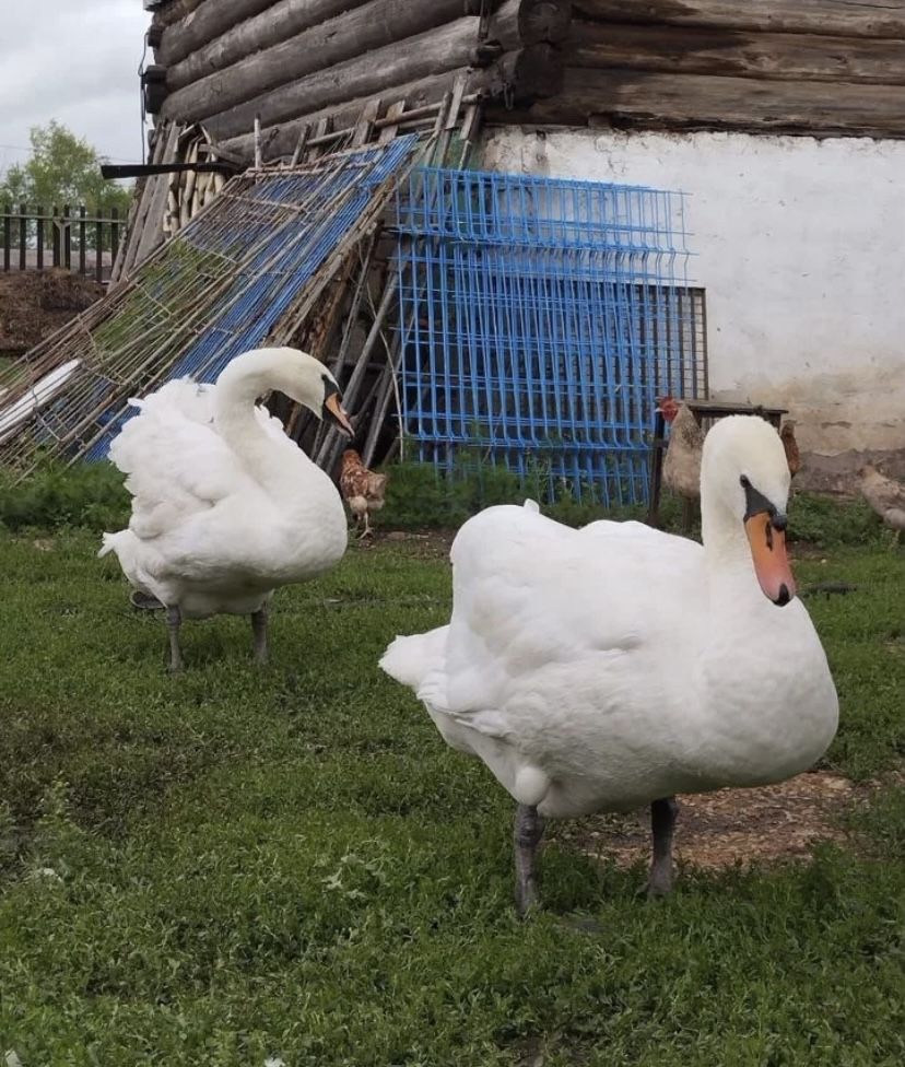 Продается птица Лебеди, шипуны акку лебедь лебедята