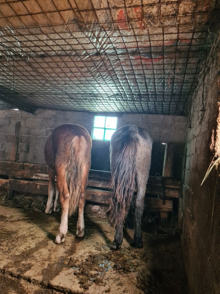 Тай сатылады еркек