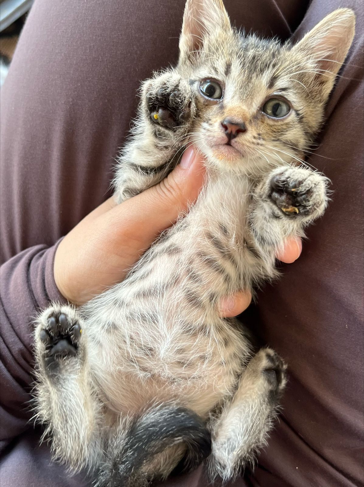 Котенок в добрые руки