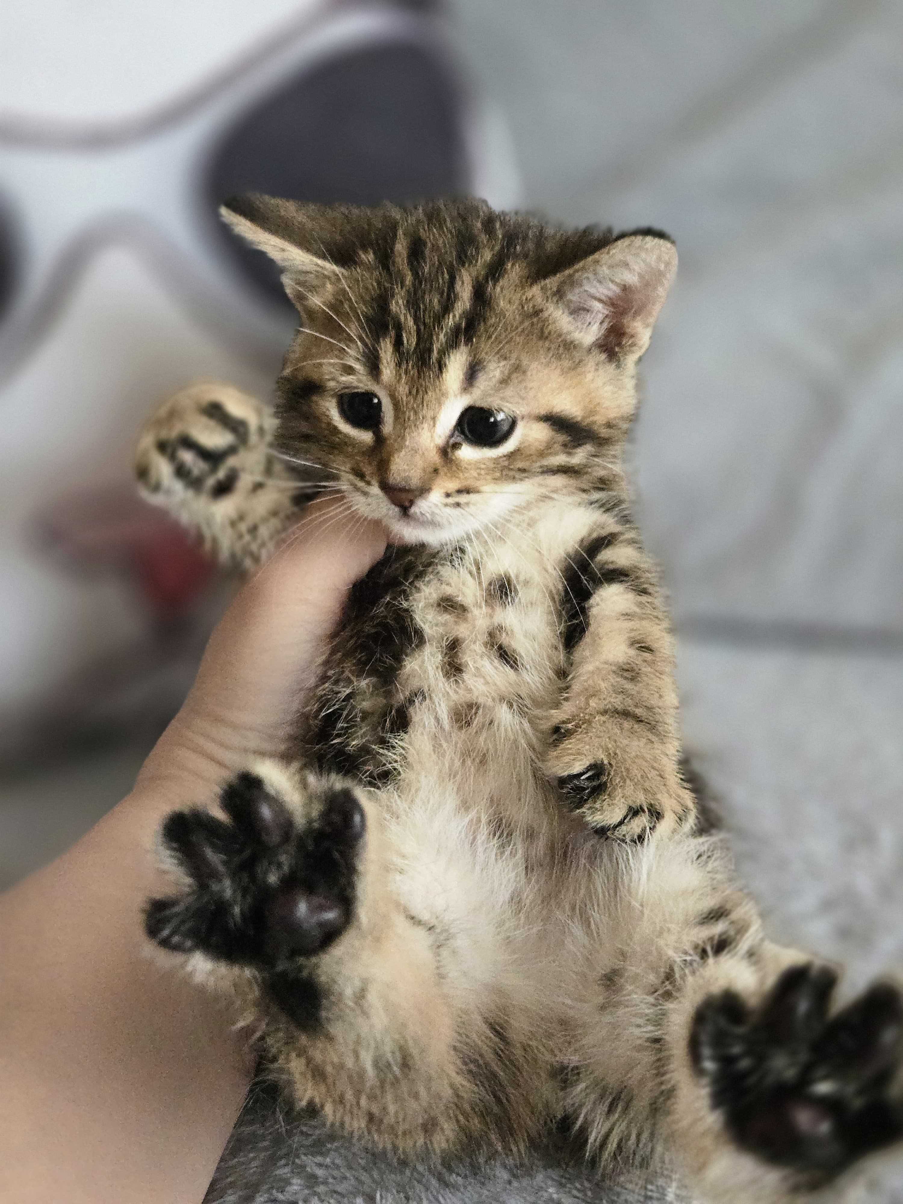 Кошки  и котята в добрые руки