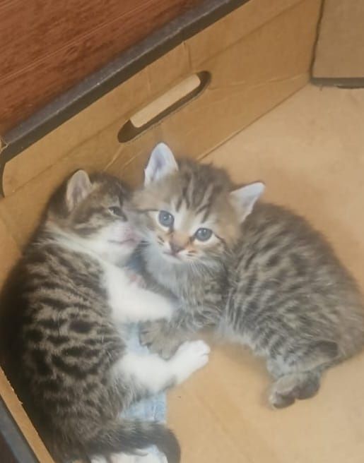 Отдам даром котят