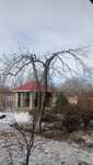 Обрезка,плодовых деревьев.