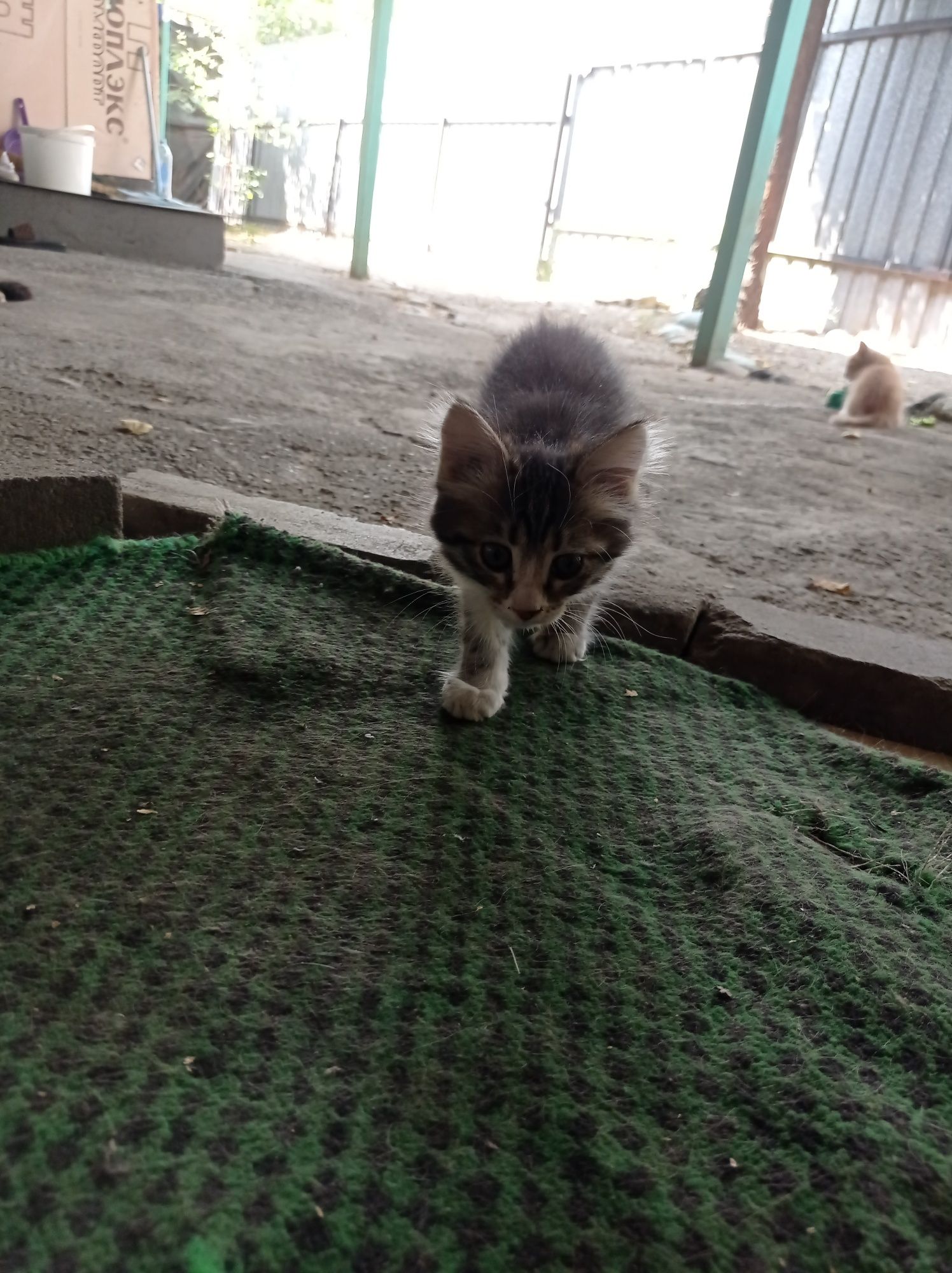 Котята отдам бесплатно