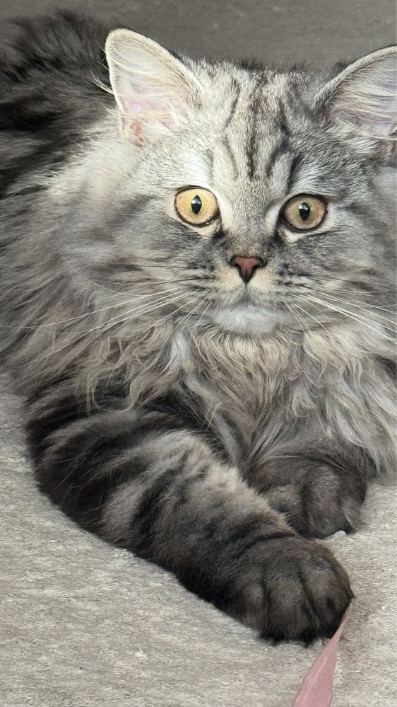 Кот шотландец ищет невесту для вязки