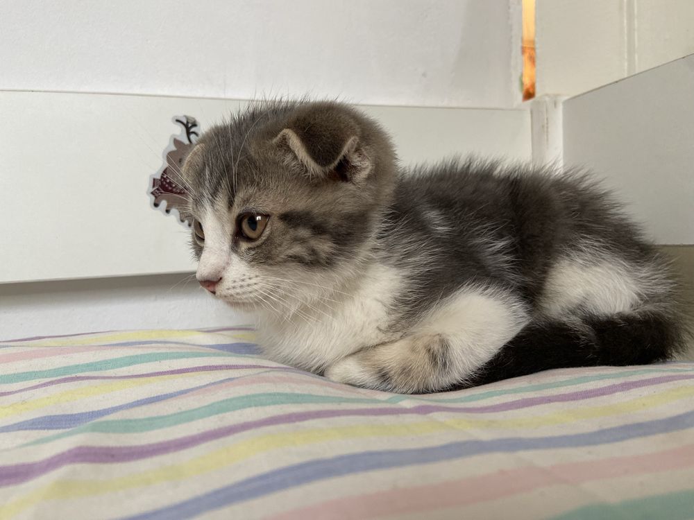 Отдам породистых котят