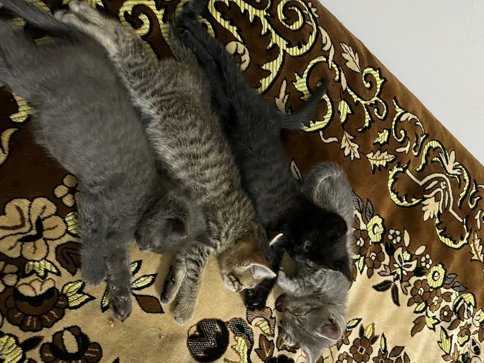 Отдам котят бесплатно