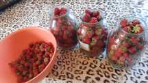 Продам домашнюю клубнику