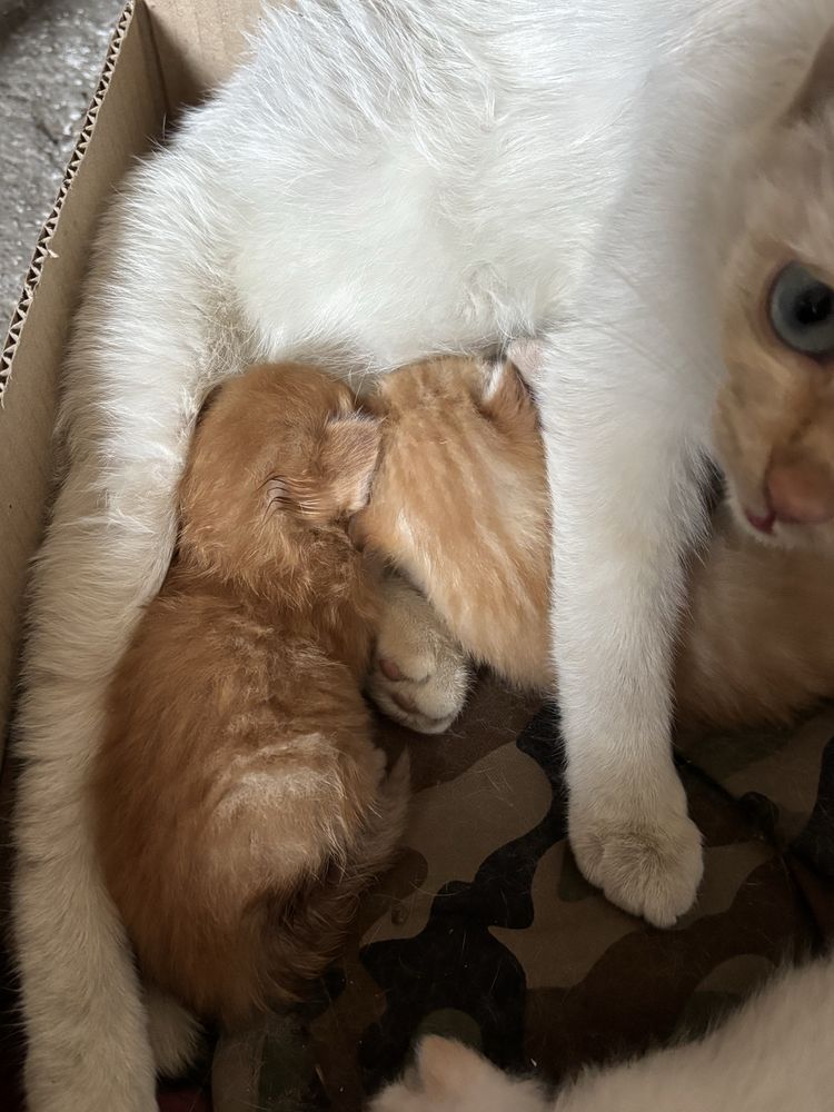 Отдам котят в добрые руки, цена символическая