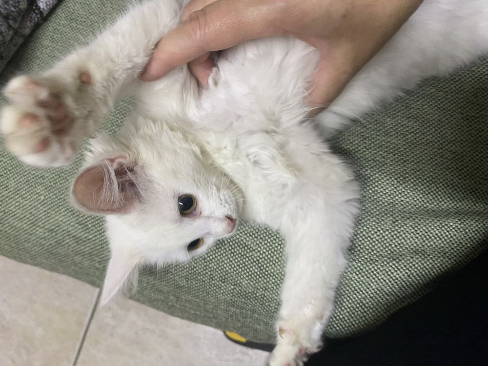 Белый пушистый котенок девочка