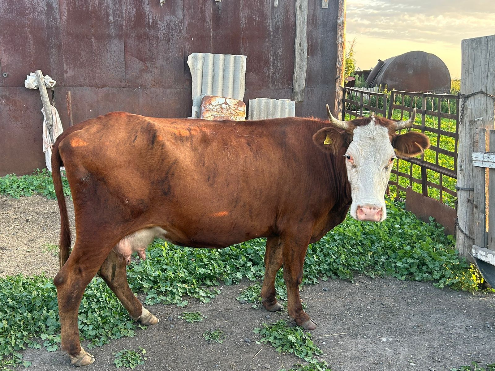 Продам Молодую Корову