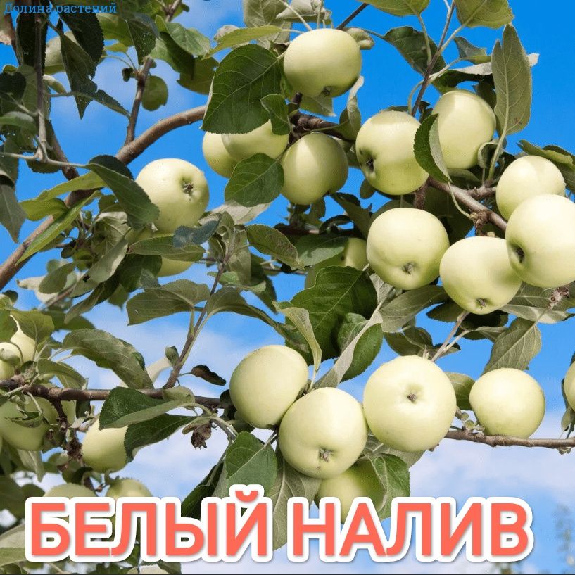 Продам дачу Сад Здоровье Торг