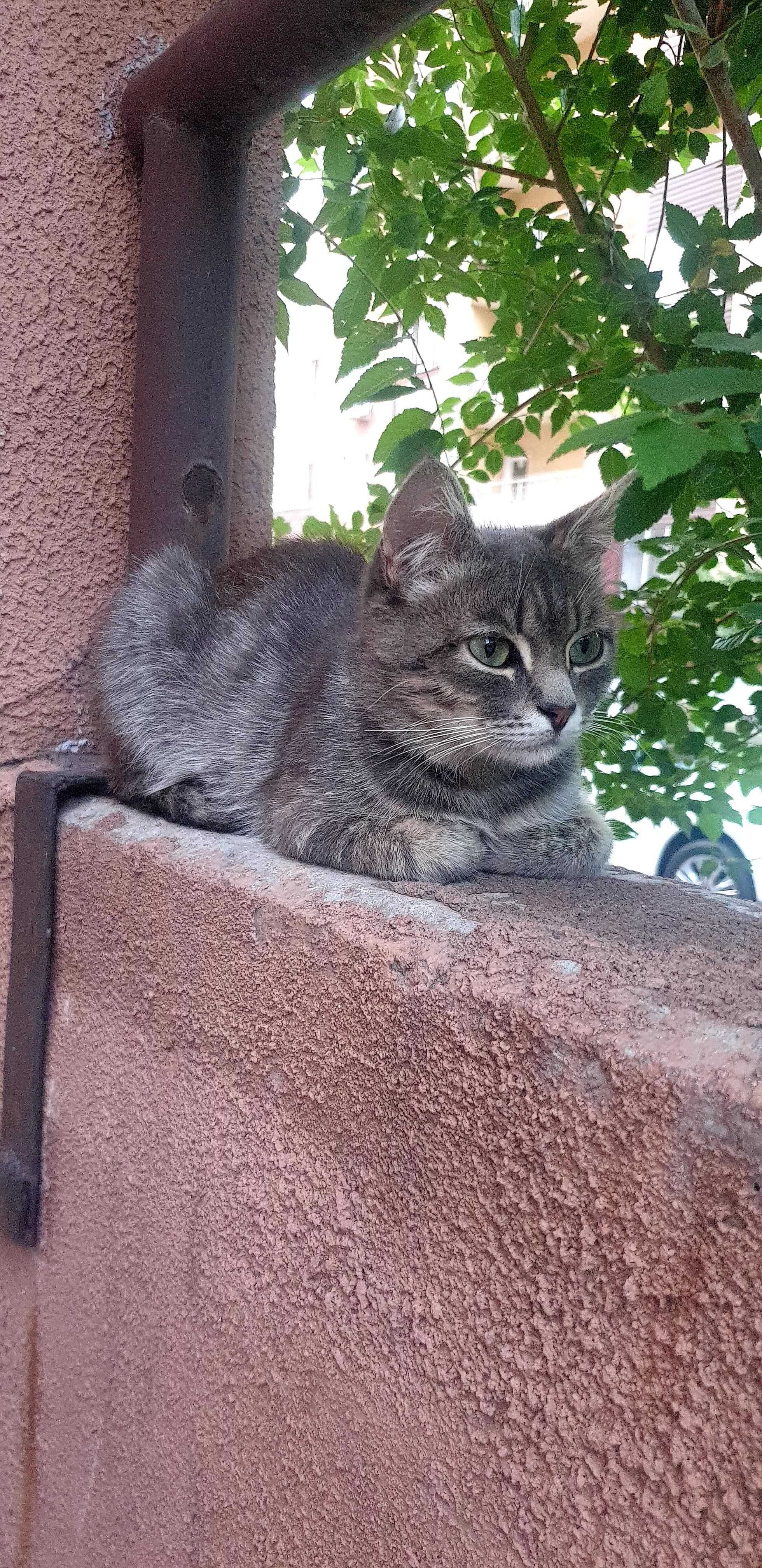 Красивейший котик в добрые руки
