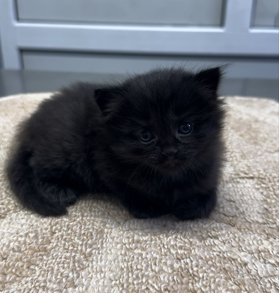 Котенок крысолов