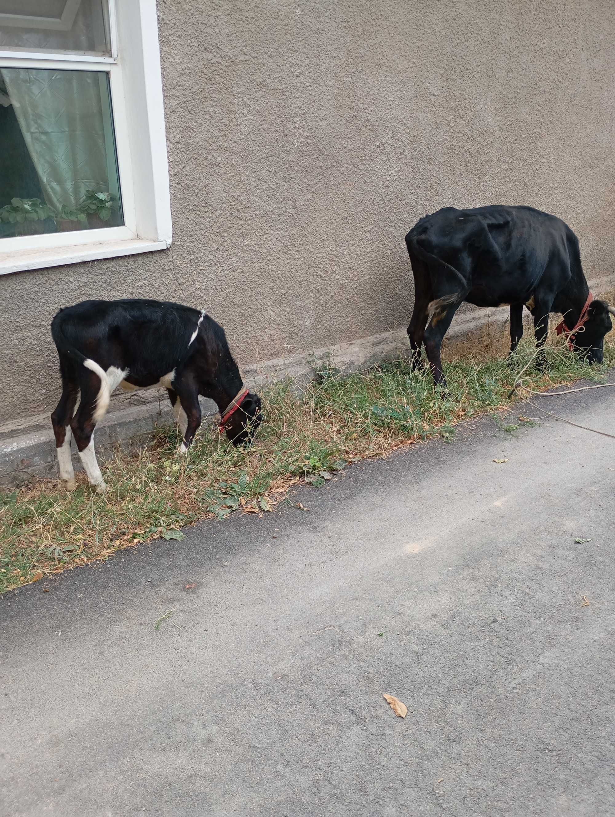 Продаются коровы