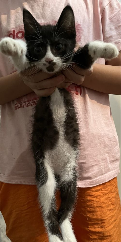 котята в хорошие руки