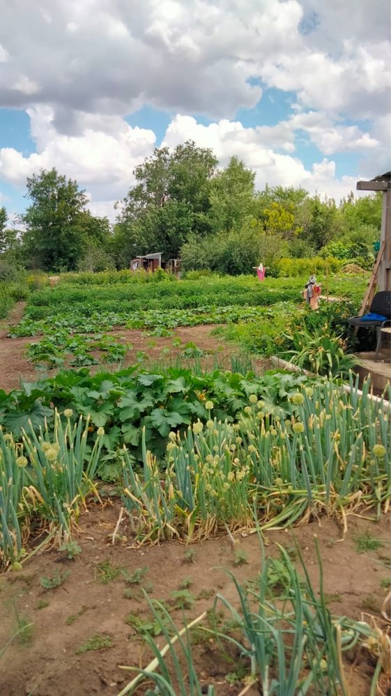 Продам 2 дачи можно по отдельности