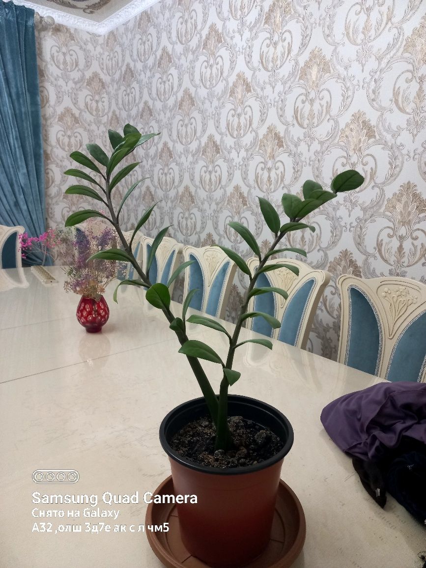 Долларовое дерево продаётся
