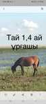 Лошадь ургашы 1,4