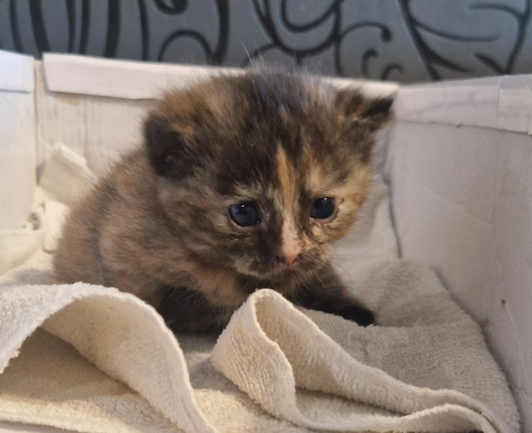 Котята Британские