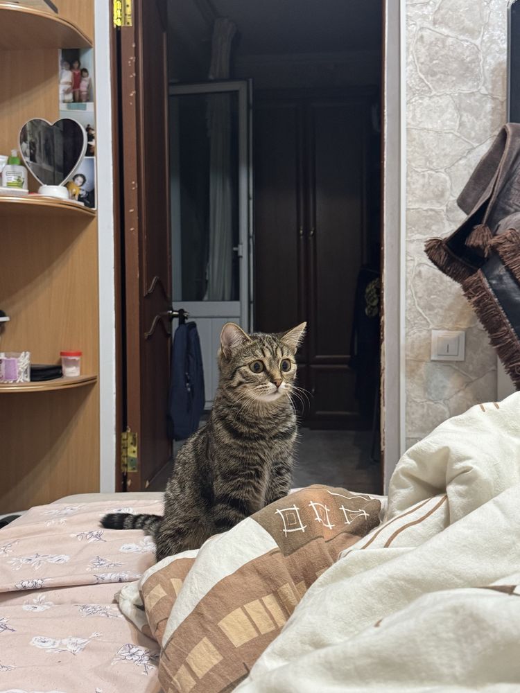 Отдам кошку даром