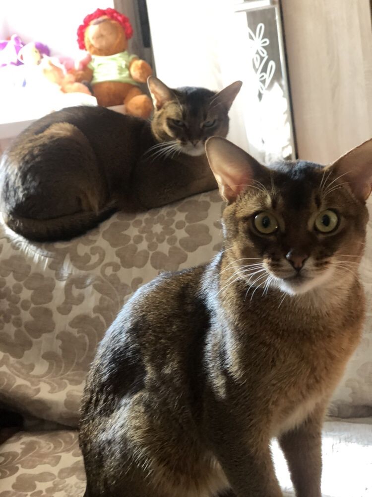 Вязка абиссинского котика