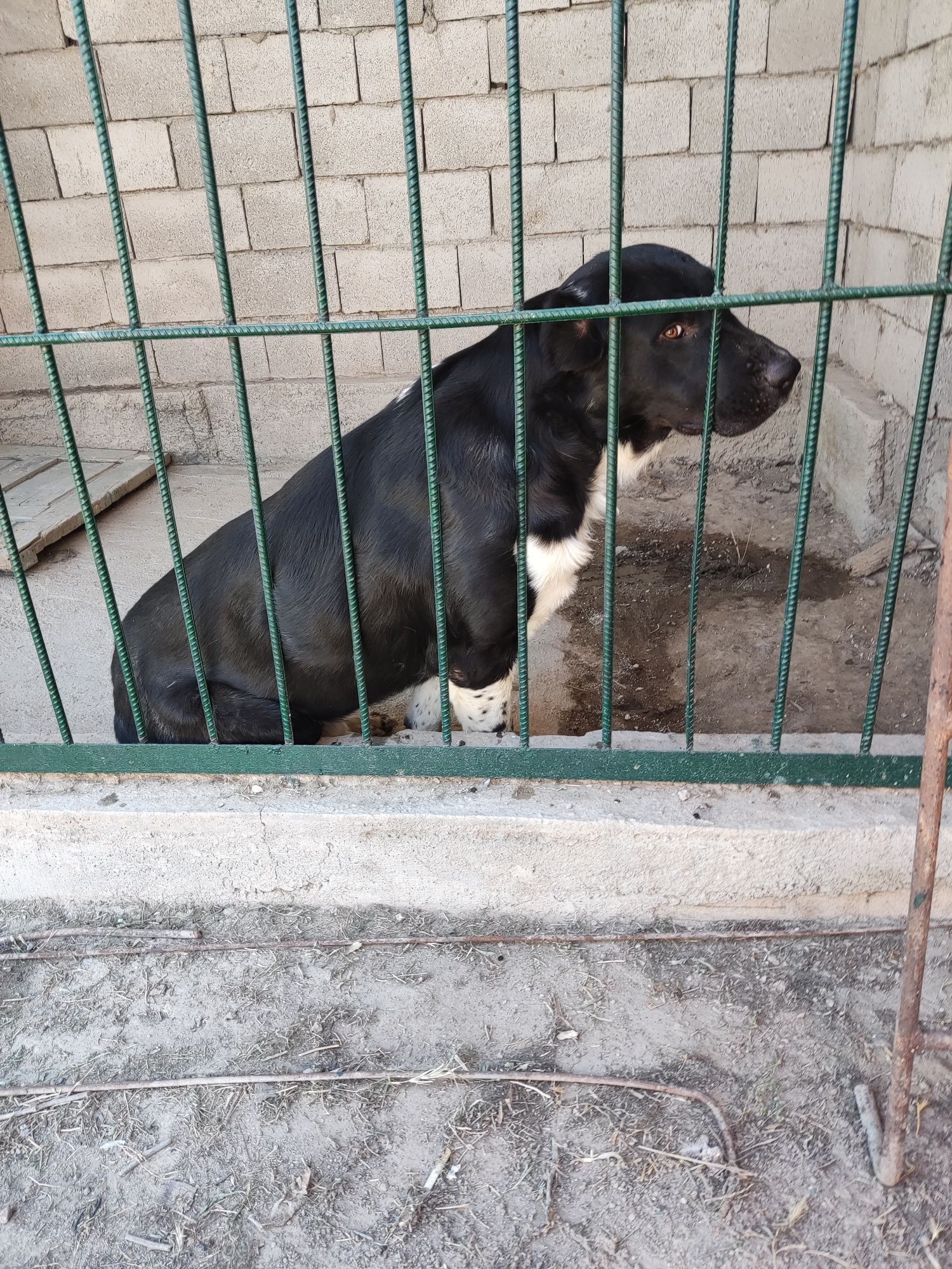Чистокровный Азиат. 2,5 года. На вязку.