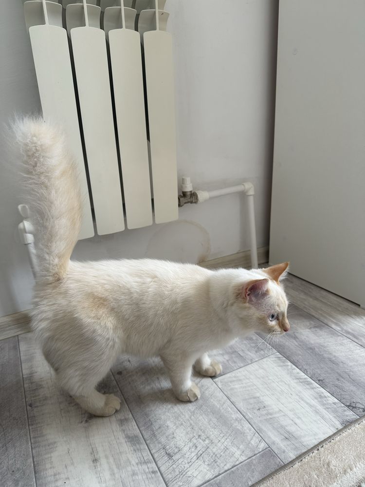 Кот 4 месяца, Мальчик