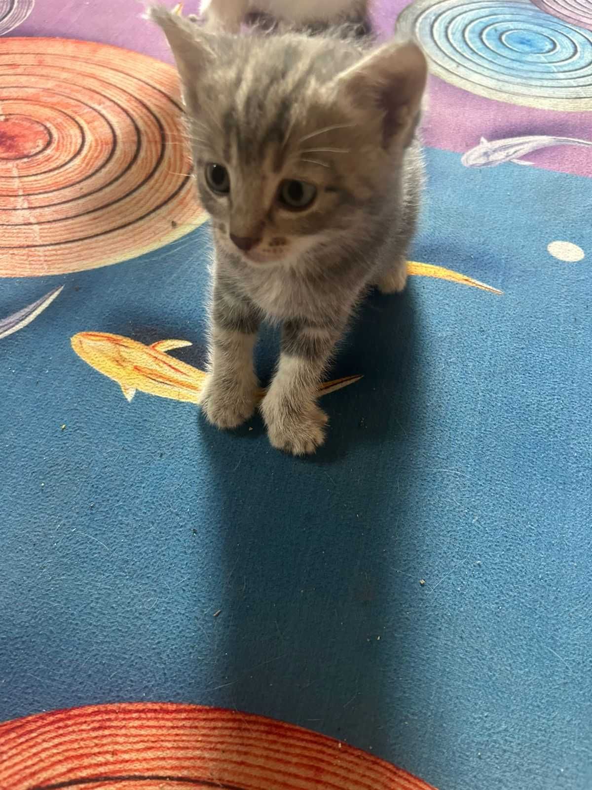 продам котят вислоухих