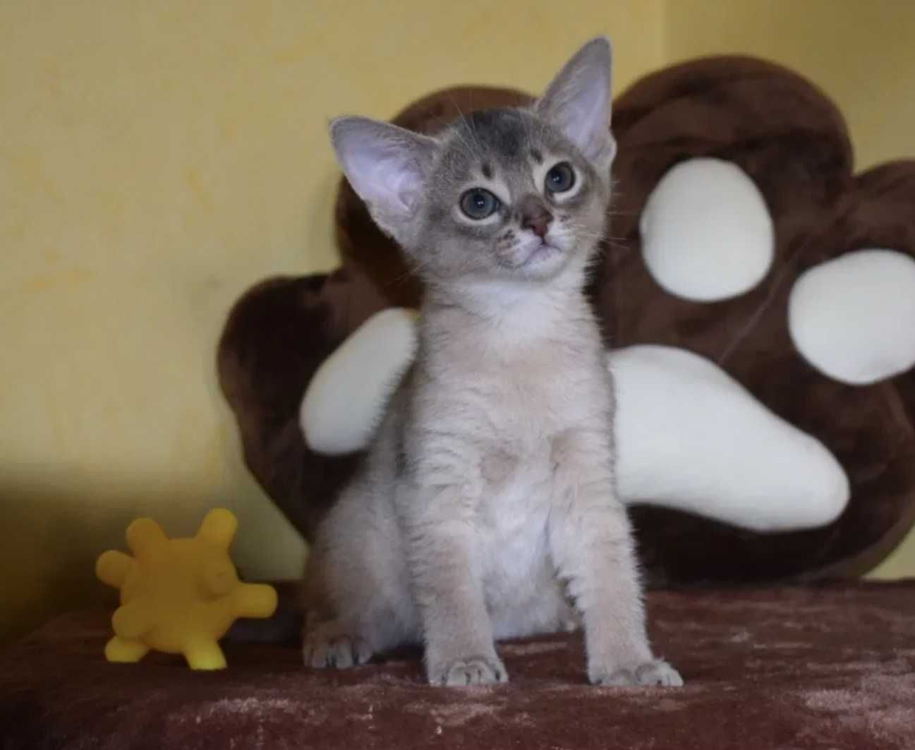 Котята чаузи и абиссинчики лучшие друзья детям