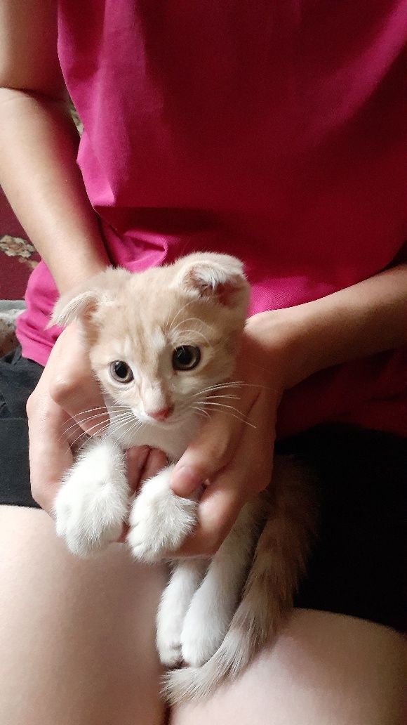 Продается котята милые