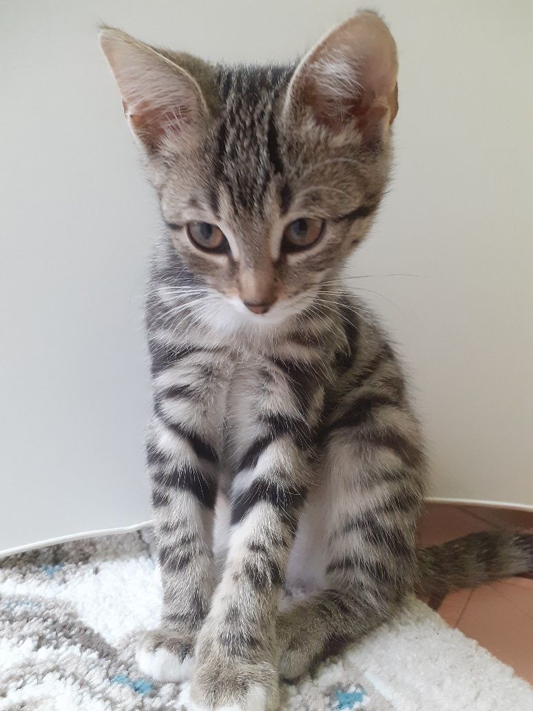 Котёнок-девочка 2 месяца Жазира