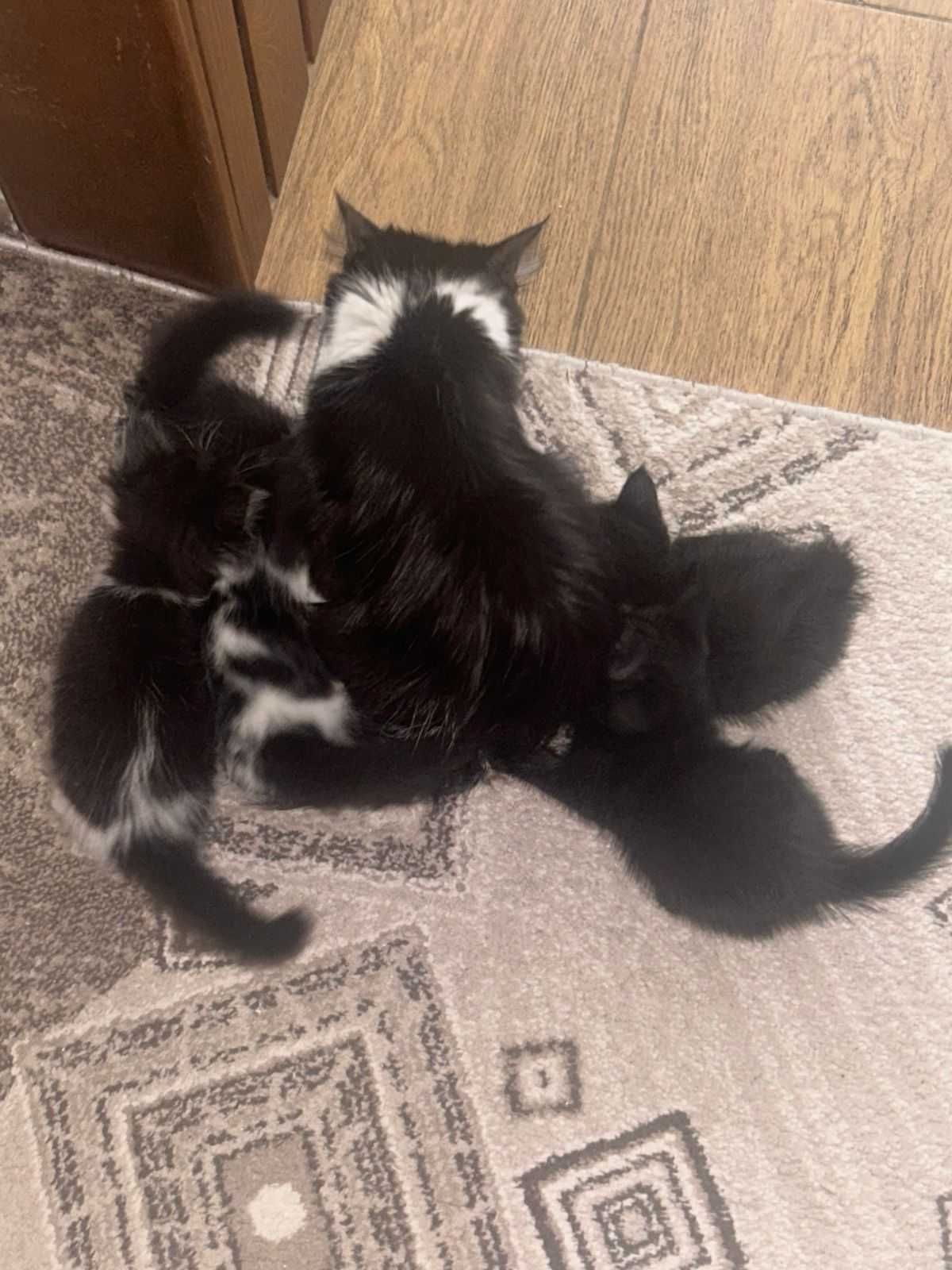 Котята бесплатно