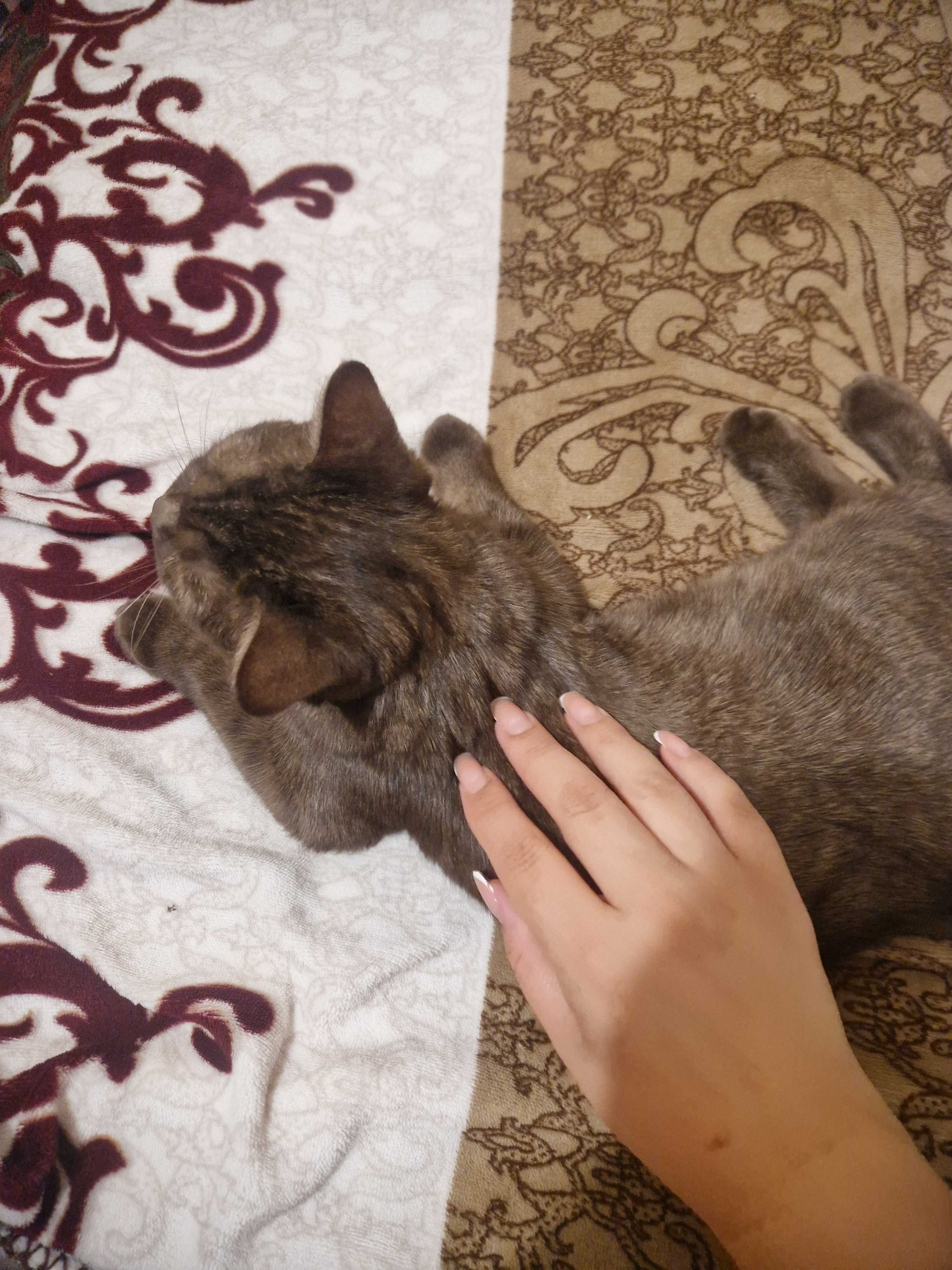 Красавица кошка.