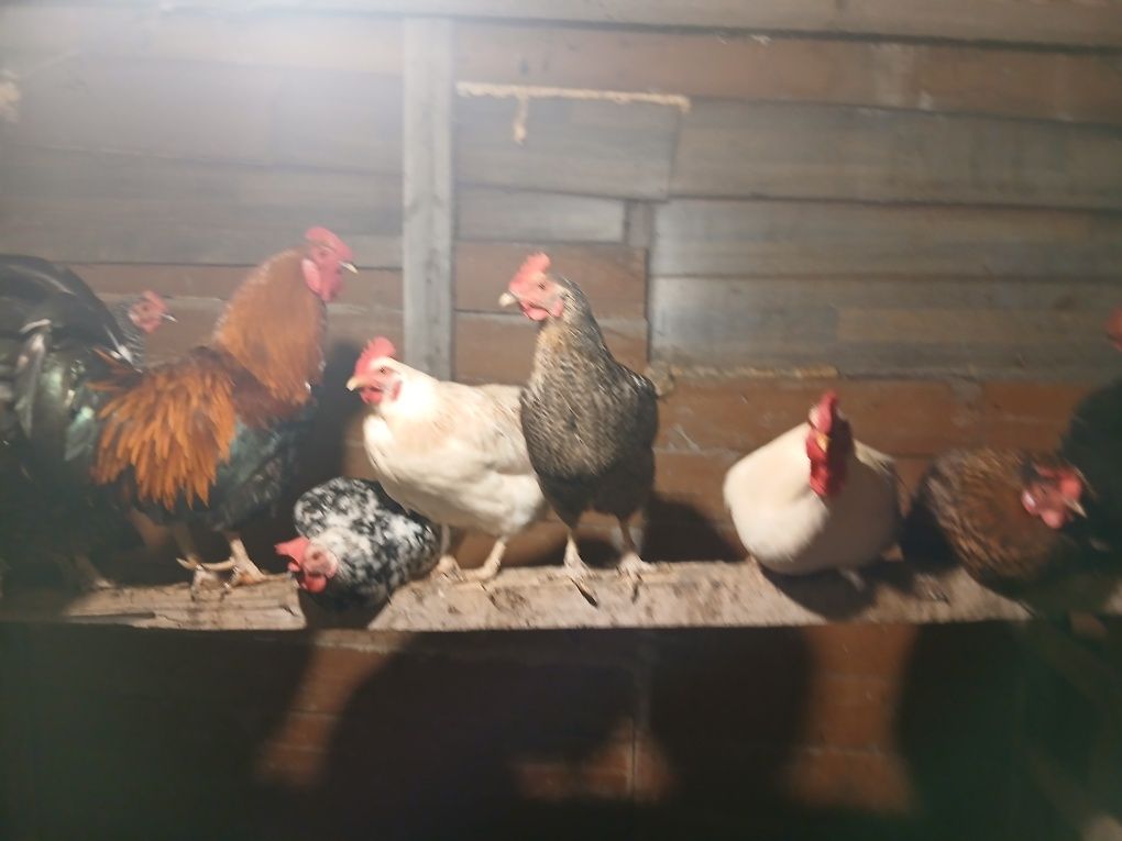 Домашних куреи  продам домашних циплята