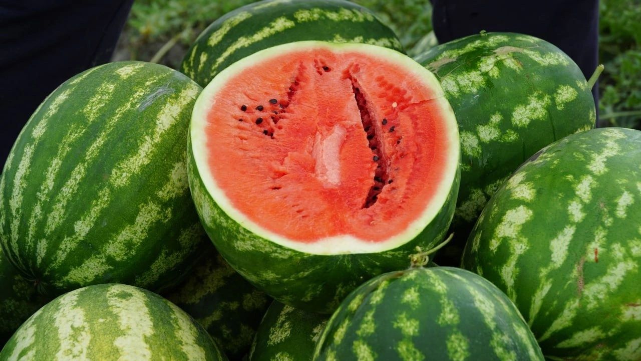 Продам арбуз оптом