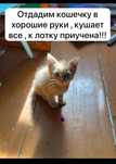 Отдам котят в хорошие руки