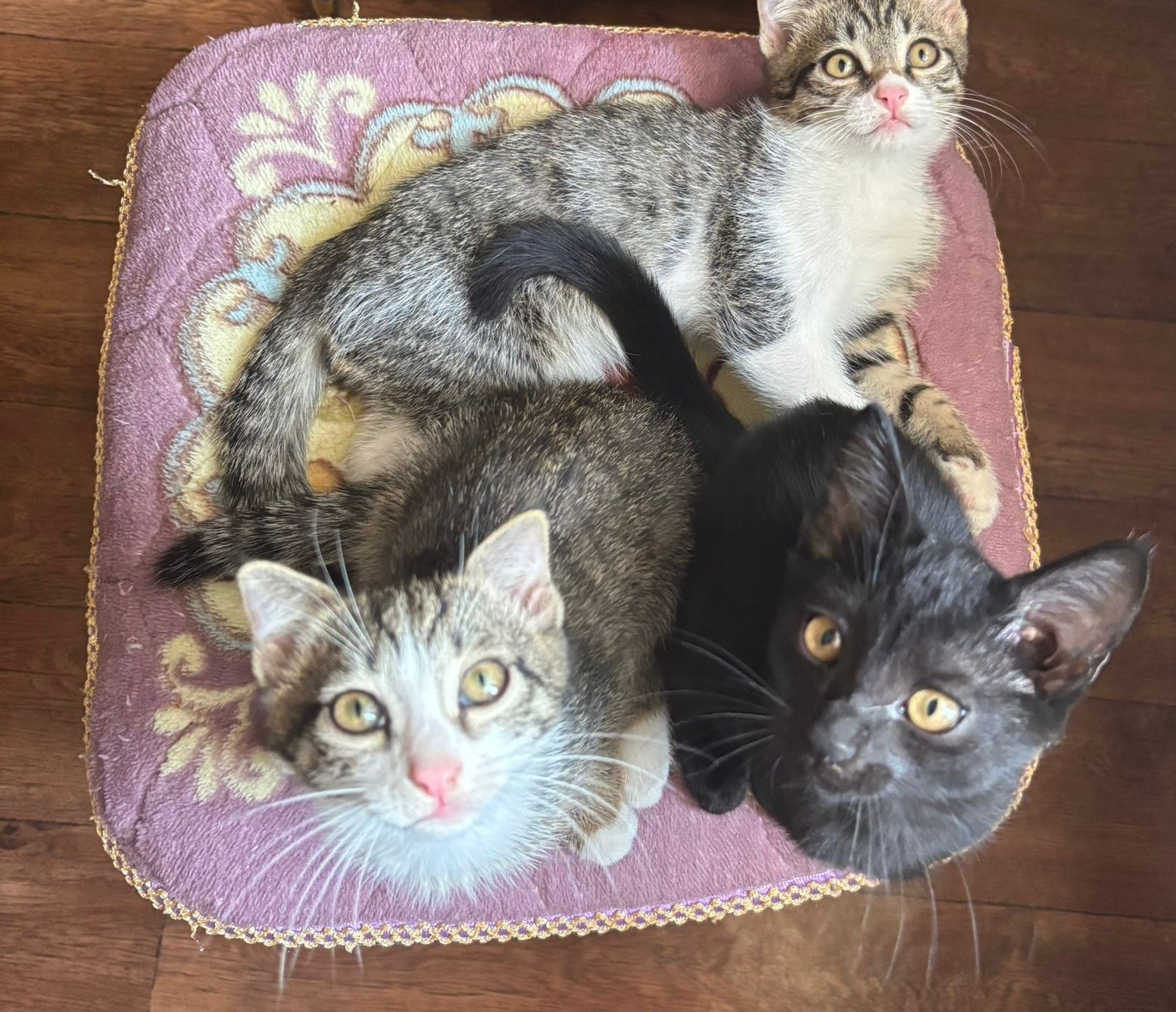 Отдам котят в хорошие руки