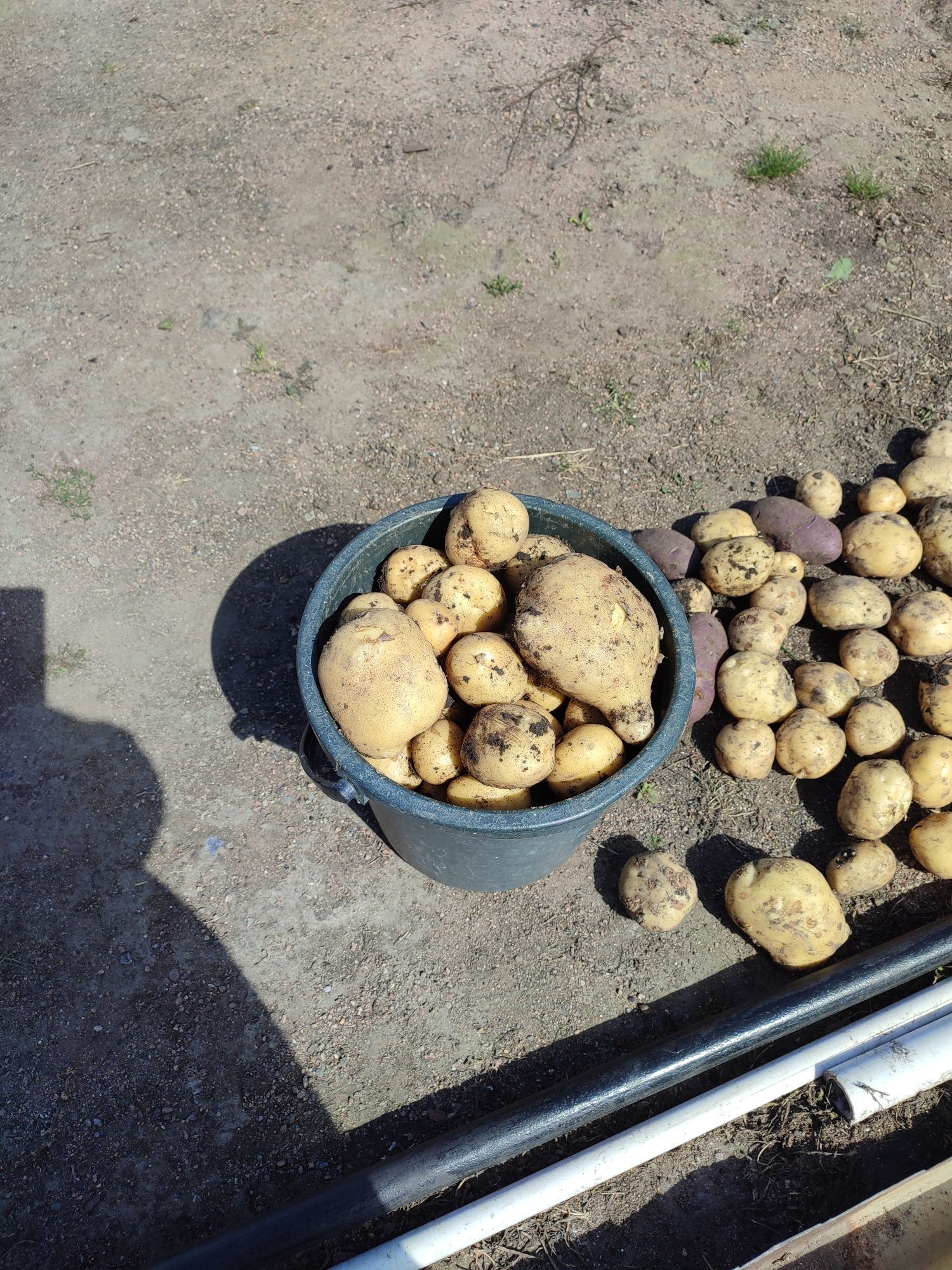 Продам  картошку