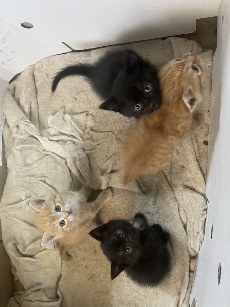 Котята даром помгите пожалуйста